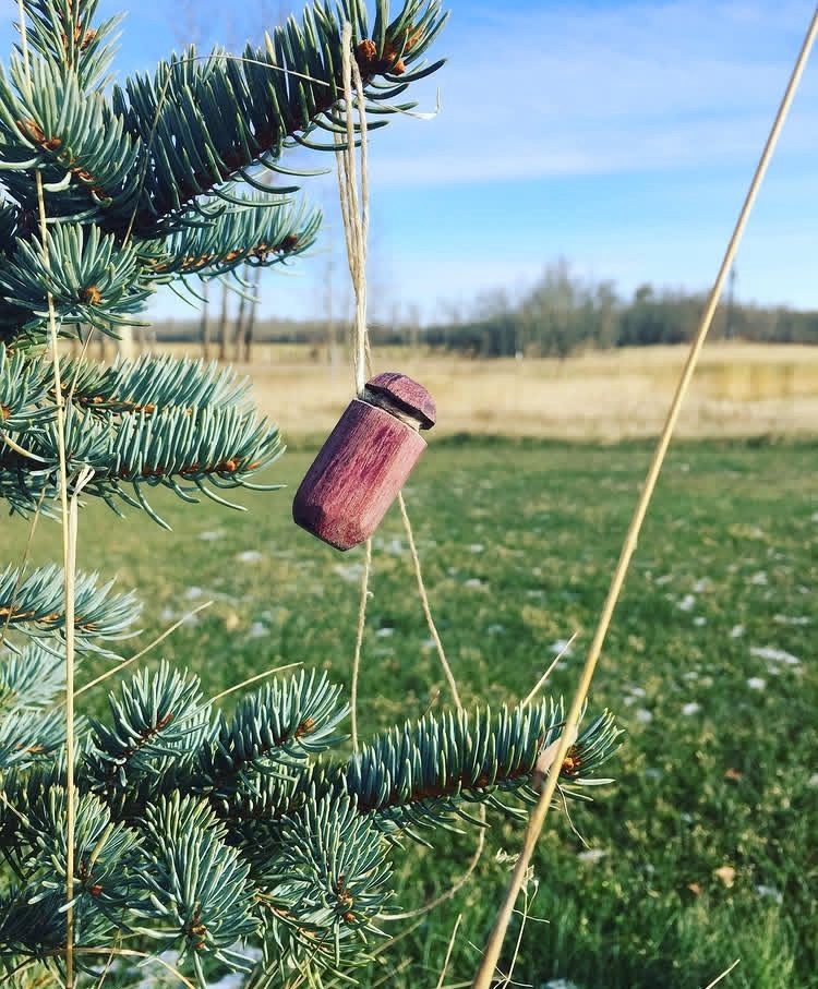 A purpleheart breathing tree hanging from a spruce branch, prairie field behind